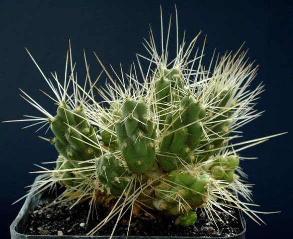 Cumulopuntia_frigida_1